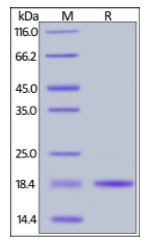 Human BAFF, His Tag on SDS-PAGE under reducing (R) condition. The gel was stained overnight with Coomassie Blue. The purity of the protein is greater than 95%.